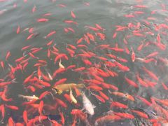 -白洋淀景区