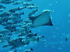 -三亚海棠湾万丽度假酒店