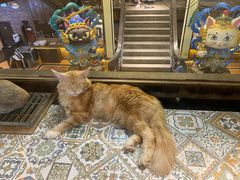 -more than meow吴止猫主题餐厅(承德 中船汇店)