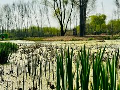-东郊湿地公园