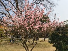 -梅花山(明孝陵内)