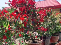 -马白开来特色羊排揪片子  (总店)