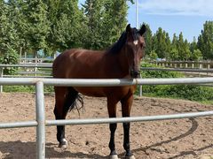 -北京群众马术培训基地