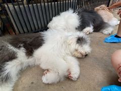 -TrueLove @ Neverland (Husky Cafe)