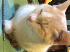 -猫色咖啡·猫咖