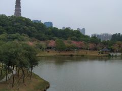 -顺峰山公园