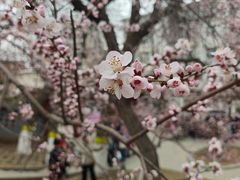 -桃花堤公园
