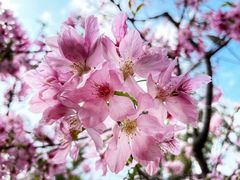 -玲珑·新粤菜(安华汇店)