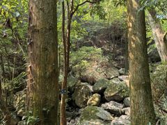 -天目山大树王景区