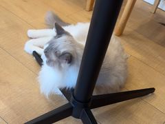 -Let's go狗咖·猫咖·奶狗·桌游(春熙路IFS店)