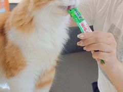 -喵园·猫主题咖啡厅·撸猫·猫咖(国贸店)