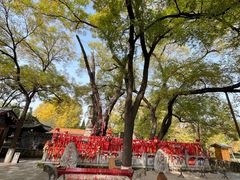 -大槐树寻根祭祖园