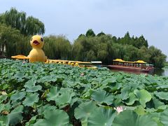 -荷花大观园