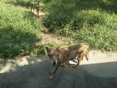 -西安秦岭野生动物园