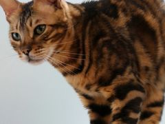 -安格丽娜·狗咖·猫咖羊驼咖(春熙路百盛商场店)