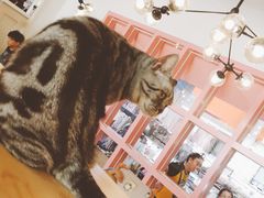 -喵匠猫主题咖啡(凯德和平广场店)