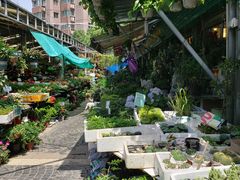-曲阳花鸟市场(曲阳路店)