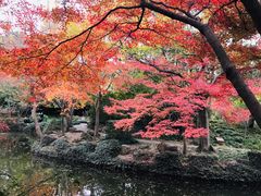 -秋霞圃