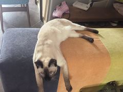 -瑞派长江宠物医院·猫科·外科·24小时夜护(谊城公寓分院)