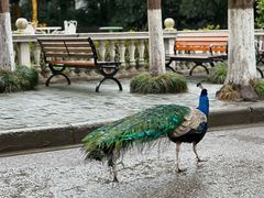 -J Create城市露营咖啡·简餐·宠物(上海动物园店)