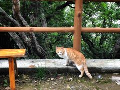 -牛背梁国家森林公园