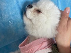 -乖乖宠物医院·猫科·骨科·24小时(云岗分院)