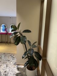 -北京漾格医疗美容医院