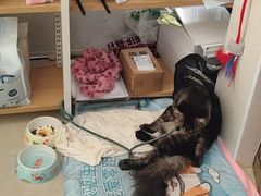 -瑞鹏·疫苗·绝育·宠物医院(金沙洲店)
