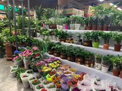 -大自然花鸟鱼虫市场