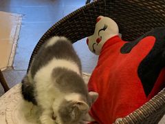 -猫色咖啡·猫咖