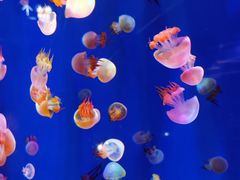 -成都浩海立方海洋公园