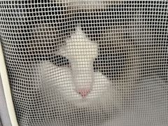 -艾贝尔宠物医院·24H转诊中心·肿瘤猫专科(江宁双龙店)