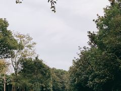 -上海滨江森林公园