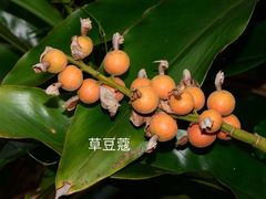 -广西壮族自治区药用植物园