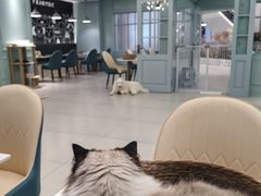 -安格丽娜·狗咖·猫咖羊驼咖(春熙路百盛商场店)