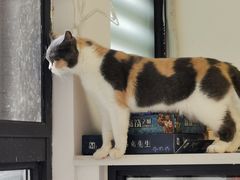 -团子家猫咪猫咖馆·柯基·柯尔鸭