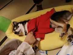 -逗柴咖啡屋·狗咖猫咖宠物桌游