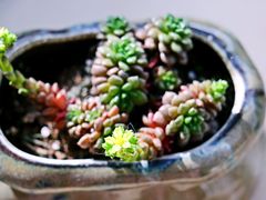 -秦美花卉(天朗·莱茵小城2期店)