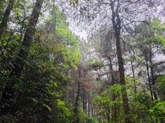 -铁山坪森林公园