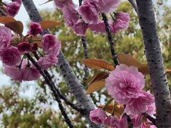 -高东镇樱花园