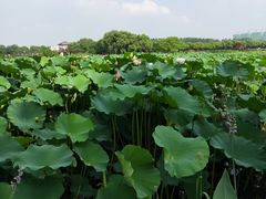 -荷塘月色湿地公园·向阳花洲