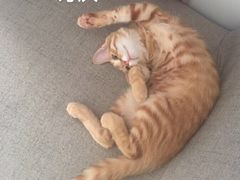-艾贝尔宠物医院·24H转诊中心·肿瘤猫专科(江宁双龙店)