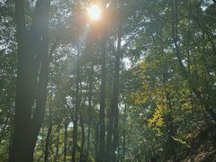 -南山植物园