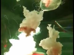-大明湖海底世界