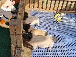 -萌宠亲子动物乐园(槐房万达店)