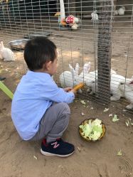 -上美四季动物农场