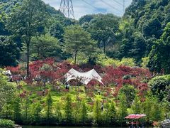 -广州市帽峰山景区