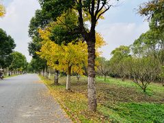 -上海海湾国家森林公园