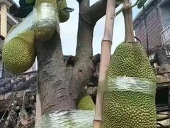 -松岗(地铁站)