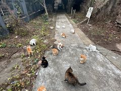-秦园惠山豆腐花(惠山古镇店)